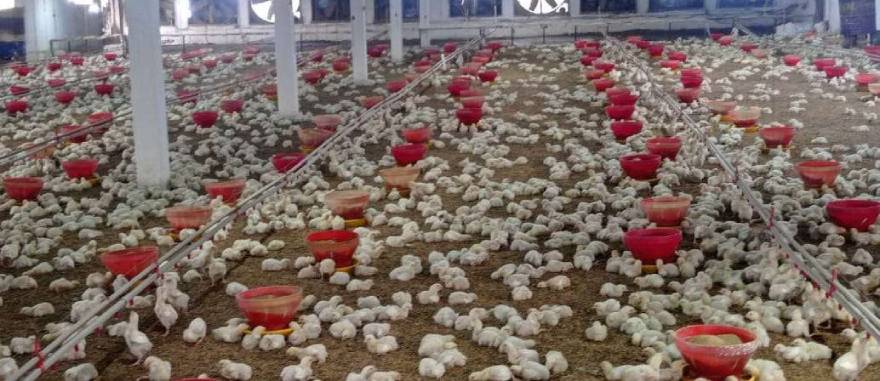 Poultry Farming